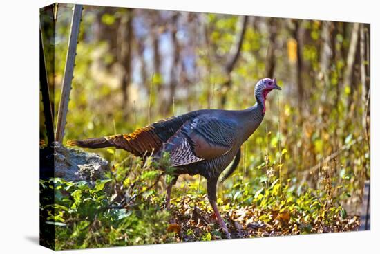 USA, Minnesota, Mendota Heights, Wild Turkey-Bernard Friel-Premier Image Canvas