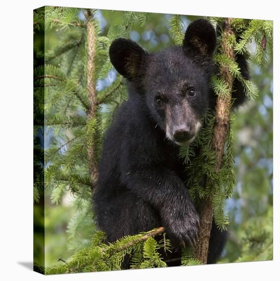 USA, Minnesota, Minnesota Wildlife Connection. Black bear in a tree.-Wendy Kaveney-Premier Image Canvas