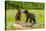 USA, Minnesota, Minnesota Wildlife Connection. Captive black bear cubs on log.-Jaynes Gallery-Premier Image Canvas