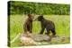 USA, Minnesota, Minnesota Wildlife Connection. Captive black bear cubs on log.-Jaynes Gallery-Premier Image Canvas