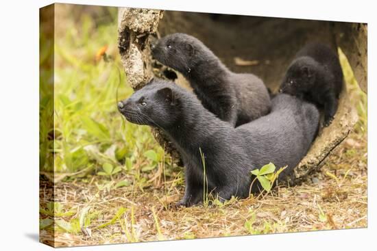 USA, Minnesota, Pine County. Captive adult and baby minks.-Jaynes Gallery-Premier Image Canvas