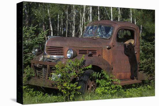 USA, Minnesota, Sandstone, Bear Cub and Old Truck-Hollice Looney-Premier Image Canvas