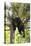 USA, Minnesota, Sandstone, Black Bear Cub Stuck in a Tree-Hollice Looney-Premier Image Canvas