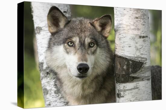 USA, Minnesota, Sandstone. Close-up of gray wolf between birch trees.-Wendy Kaveney-Premier Image Canvas