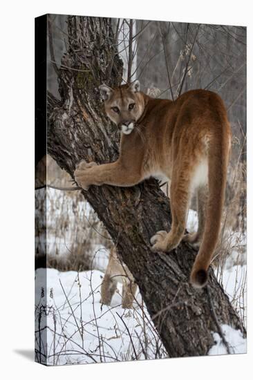 USA, Minnesota, Sandstone. Cougar climbing tree.-Hollice Looney-Premier Image Canvas