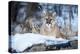 USA, Minnesota, Sandstone. Cougar on alert-Hollice Looney-Premier Image Canvas