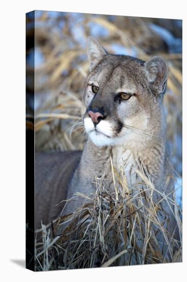 USA, Minnesota, Sandstone. Cougar resting in grass-Hollice Looney-Premier Image Canvas