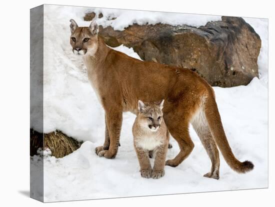 USA, Minnesota, Sandstone, Cougars, Mother and Young-Hollice Looney-Premier Image Canvas