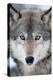 USA, Minnesota, Sandstone, Eyes of the Wolf-Hollice Looney-Premier Image Canvas