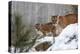USA, Minnesota, Sandstone. Mother and baby cougar-Hollice Looney-Premier Image Canvas