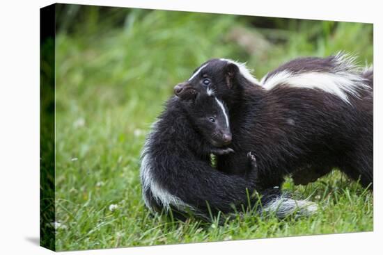 USA, Minnesota, Sandstone, Mother Skunk Carrying the Little One-Hollice Looney-Premier Image Canvas