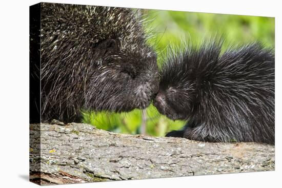 USA, Minnesota, Sandstone, Porcupine Mother and Baby-Hollice Looney-Premier Image Canvas
