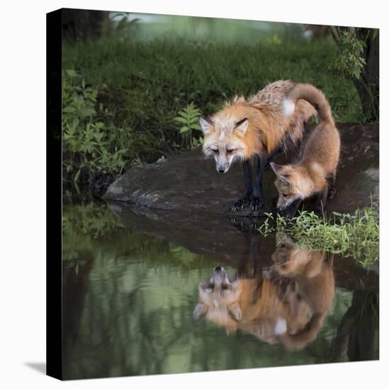 USA, Minnesota, Sandstone. Red fox and kit reflected in water's edge.-Wendy Kaveney-Premier Image Canvas