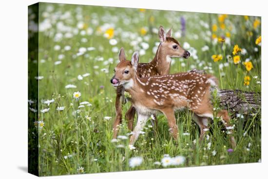 USA, Minnesota, Sandstone, Two Fawns Amidst Wildflowers-Hollice Looney-Premier Image Canvas