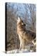 Usa, Minnesota, Sandstone, wolf howling-Hollice Looney-Premier Image Canvas