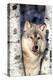 USA, Minnesota, Sandstone, Wolf in Birch Trees-Hollice Looney-Premier Image Canvas