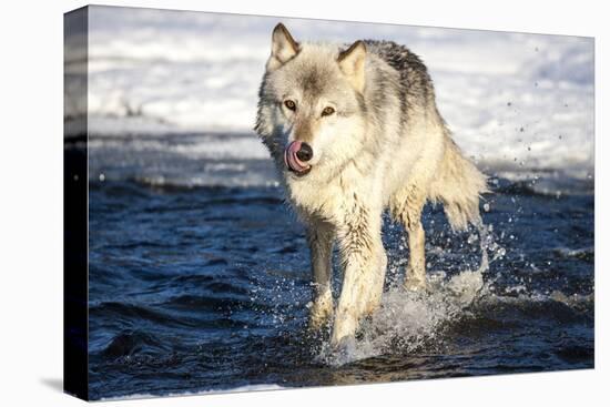 USA, Minnesota, Sandstone. Wolf Running in the water-Hollice Looney-Premier Image Canvas