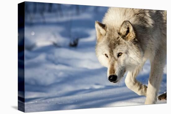 USA, Minnesota, Sandstone. Wolf walking in the snow-Hollice Looney-Premier Image Canvas