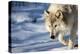 USA, Minnesota, Sandstone. Wolf walking in the snow-Hollice Looney-Premier Image Canvas