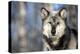 Usa, Minnesota, Sandstone, wolf with a snowy chin-Hollice Looney-Premier Image Canvas
