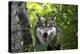 USA, Minnesota, Sandstone, Wolf-Hollice Looney-Premier Image Canvas