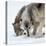 Usa, Minnesota, Sandstone, wolves digging in the snow-Hollice Looney-Premier Image Canvas