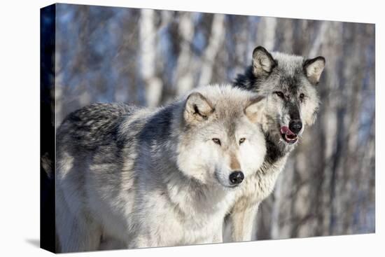 USA, Minnesota, Sandstone. Wolves watching-Hollice Looney-Premier Image Canvas