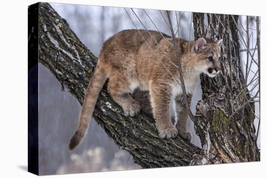 USA, Minnesota, Sandstone. young cougar playing in the tree-Hollice Looney-Premier Image Canvas