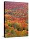USA, Minnesota, Superior National Forest, Spectacular Autumn Colors of Northern Hardwood Forest-John Barger-Premier Image Canvas