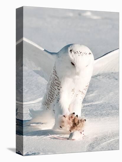 USA, Minnesota, Vermillion. Snowy Owl Catching Prey-Bernard Friel-Premier Image Canvas