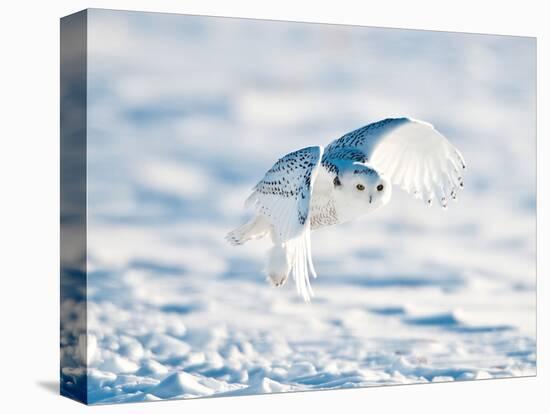 USA, Minnesota, Vermillion. Snowy Owl in Flight-Bernard Friel-Premier Image Canvas