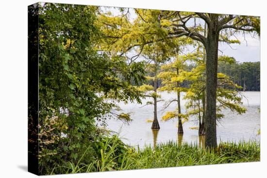 USA, Mississippi. Mississippi River Basin, cypress in Beaverdam Lake.-Alison Jones-Premier Image Canvas
