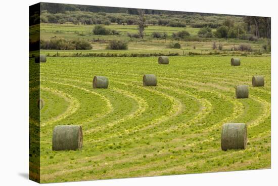 USA, Montana. Bales, or Rounds, of hay in a field that has just been harvested.-Tom Haseltine-Premier Image Canvas