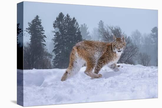 USA, Montana. Captive bobcat in snow.-Jaynes Gallery-Premier Image Canvas