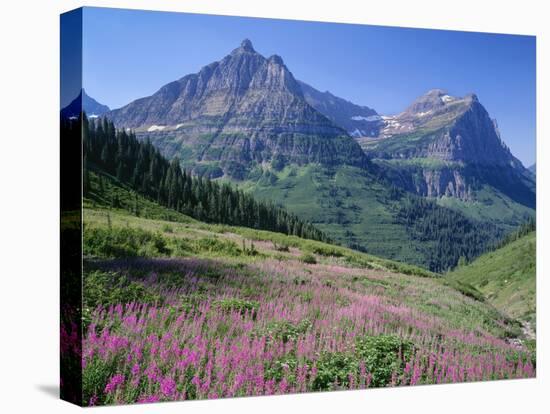 USA, Montana, Glacier National Park, Mount Oberlin and Mount Cannon Rise Beyond Meadow of Fireweed-John Barger-Premier Image Canvas