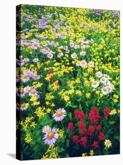 USA, Montana, Glacier National Park. Wildflowers-Jaynes Gallery-Premier Image Canvas