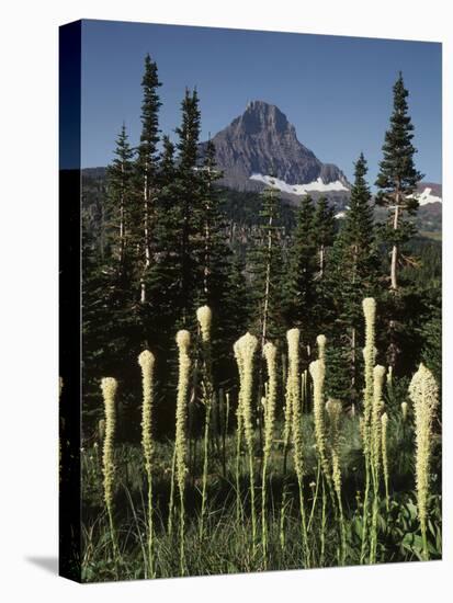 USA, Montana, Glacier NP, Bear Grass (Xerophyllum Tenax) Wildflowers-Christopher Talbot Frank-Premier Image Canvas