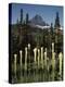 USA, Montana, Glacier NP, Bear Grass (Xerophyllum Tenax) Wildflowers-Christopher Talbot Frank-Premier Image Canvas