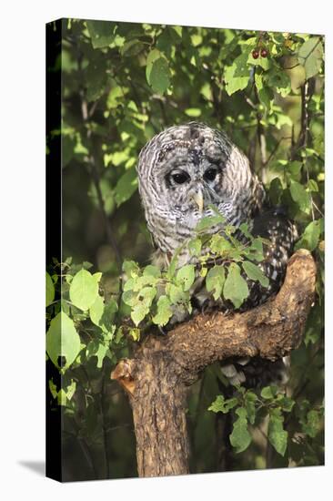 USA, Montana, Kalispell. Barred Owl in Tree at Triple D Game Farm-Jaynes Gallery-Premier Image Canvas