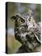 USA, Montana, Kalispell. Great Horned Owl at Triple D Game Farm-Jaynes Gallery-Premier Image Canvas