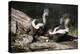 USA, Montana, Kalispell. Skunks Eating Egg at Triple D Game Farm-Jaynes Gallery-Premier Image Canvas