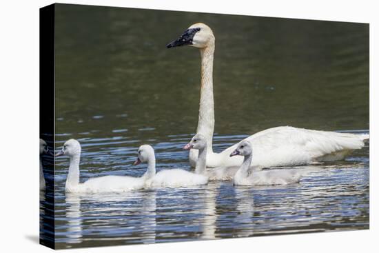 USA, Montana, Red Rock Lakes, Elk Lake, Trumpeter Swan swims with its chicks-Elizabeth Boehm-Premier Image Canvas