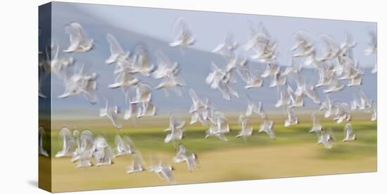 USA, Montana, Red Rock Lakes, Flock of Franklyns Gulls in Flight-Elizabeth Boehm-Premier Image Canvas