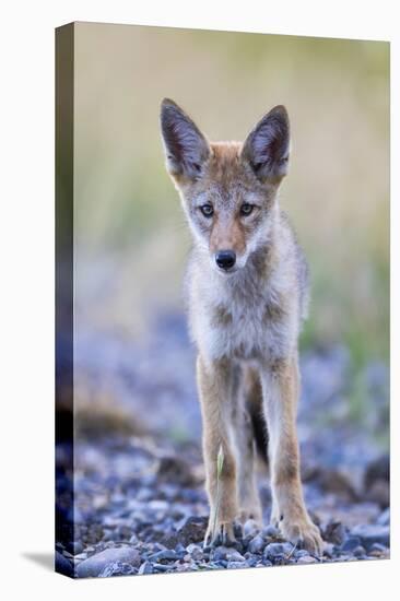 USA, Montana, Red Rock Lakes National Wildlife Refuge, Coyote pup standing in roadway-Elizabeth Boehm-Premier Image Canvas