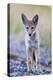 USA, Montana, Red Rock Lakes National Wildlife Refuge, Coyote pup standing in roadway-Elizabeth Boehm-Premier Image Canvas
