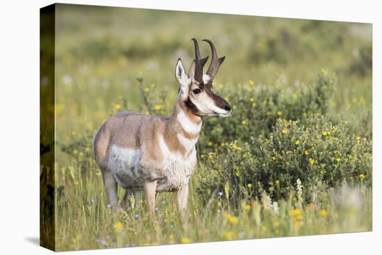 USA, Montana, Red Rock Lakes National Wildlife Refuge, Pronghorn Antelope-Elizabeth Boehm-Premier Image Canvas