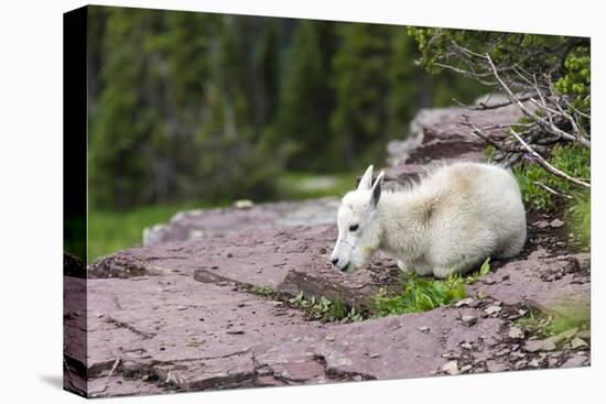 USA, MT, Glacier NP. Logan Pass. Mountain Goat Kid Hunkers Down in Cold-Trish Drury-Premier Image Canvas