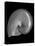 Usa, Nautilus Oblique-John Ford-Premier Image Canvas