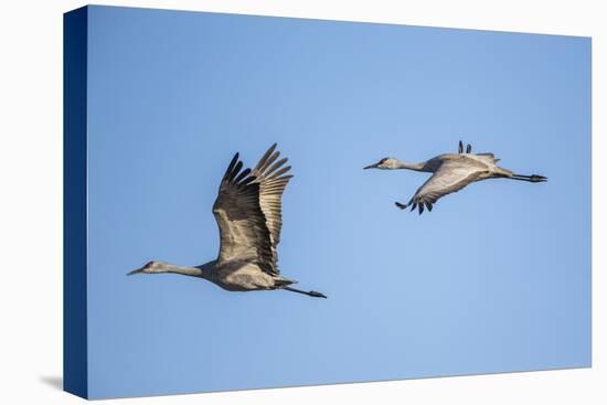 USA, Nebraska, Sandhill Cranes in Flight-Elizabeth Boehm-Premier Image Canvas