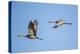 USA, Nebraska, Sandhill Cranes in Flight-Elizabeth Boehm-Premier Image Canvas